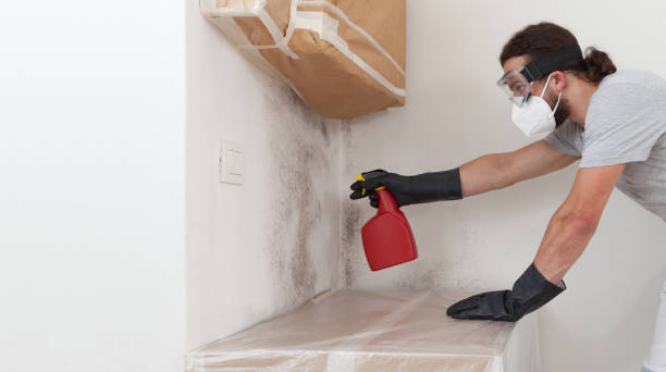 Professional Black Mold Removal technician working in Falls Church, VA