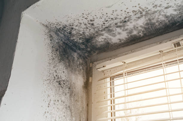 Trusted Crawl Space Mold Removal service in Falls Church, VA - Cheap Mold Removal