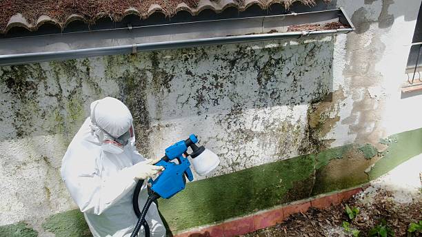 Trusted Mold Removal service in Falls Church, VA - Cheap Mold Removal